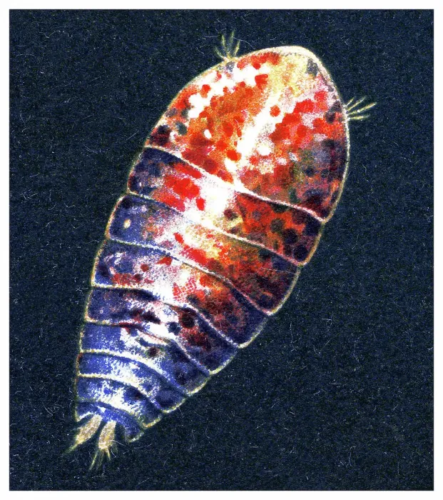 Framed Print : Old chromolithograph illustration of Crustaceans - Sapphirina ovatolanceolata Framed Print : Old chromolithograph illustration of Crustaceans - Sapphirina ovatolanceolata