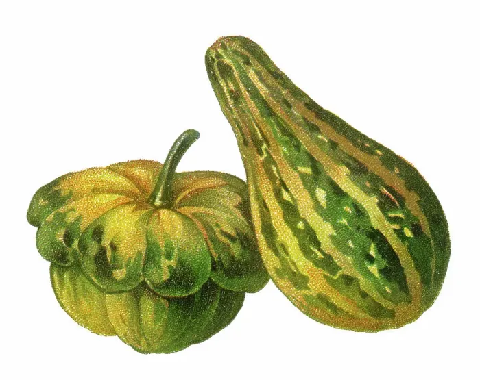 Framed Print : Old chromolithograph illustration of Cucurbita maxima and winter squash or pumpkin (Cucurbita pepo) Framed Print : Old chromolithograph illustration of Cucurbita maxima and winter squash or pumpkin (Cucurbita pepo)