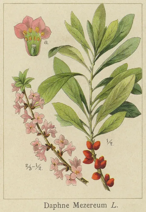 Framed Print : Old chromolithograph illustration of Daphne mezereum - mezereum, mezereon, February daphne, spurge laurel or spurge olive - Poisonous plant