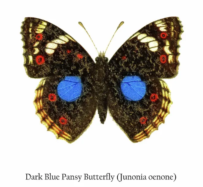 Framed Print : Old chromolithograph illustration of Dark Blue Pansy Butterfly (Junonia oenone) Framed Print : Old chromolithograph illustration of Dark Blue Pansy Butterfly (Junonia oenone)
