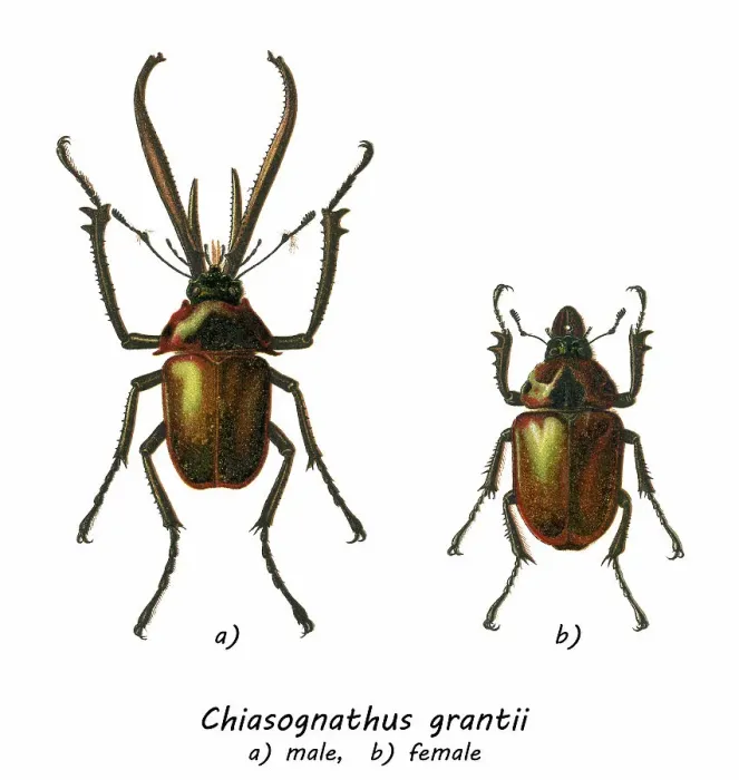 Framed Print : Old chromolithograph illustration of the Darwin's beetle, Grant's stag beetle, or the Chilean stag beetle (Chiasognathus grantii) Framed Print : Old chromolithograph illustration of the Darwin's beetle, Grant's stag beetle, or the Chilean stag beetle (Chiasognathus grantii)