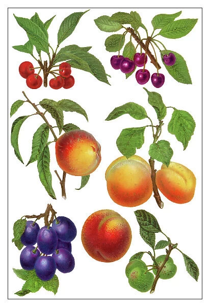 Old chromolithograph illustration of a drupe fruits