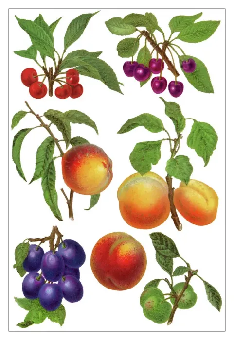 Framed Print : Old chromolithograph illustration of a drupe fruits Framed Print : Old chromolithograph illustration of a drupe fruits