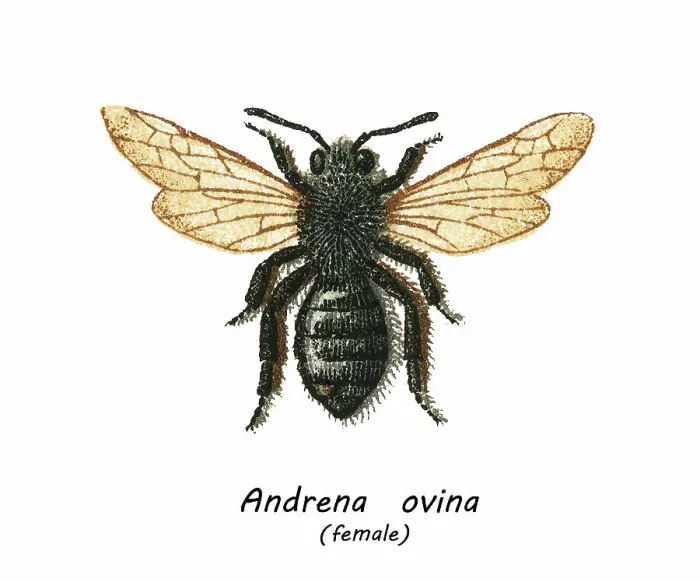 Framed Print : Old chromolithograph illustration of Entomology, grey-backed mining bee (Andrena vaga, Andrena ovina) Framed Print : Old chromolithograph illustration of Entomology, grey-backed mining bee (Andrena vaga, Andrena ovina)