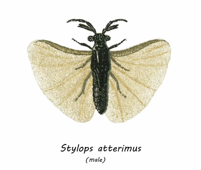 Framed Print : Old chromolithograph illustration of Entomology, Stylops aterrimus Framed Print : Old chromolithograph illustration of Entomology, Stylops aterrimus