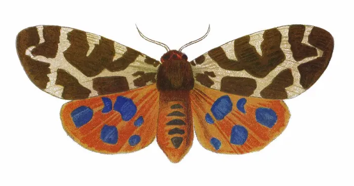 Framed Print : Old chromolithograph illustration of Entomology, Garden tiger moth (Arctia caja) Framed Print : Old chromolithograph illustration of Entomology, Garden tiger moth (Arctia caja)