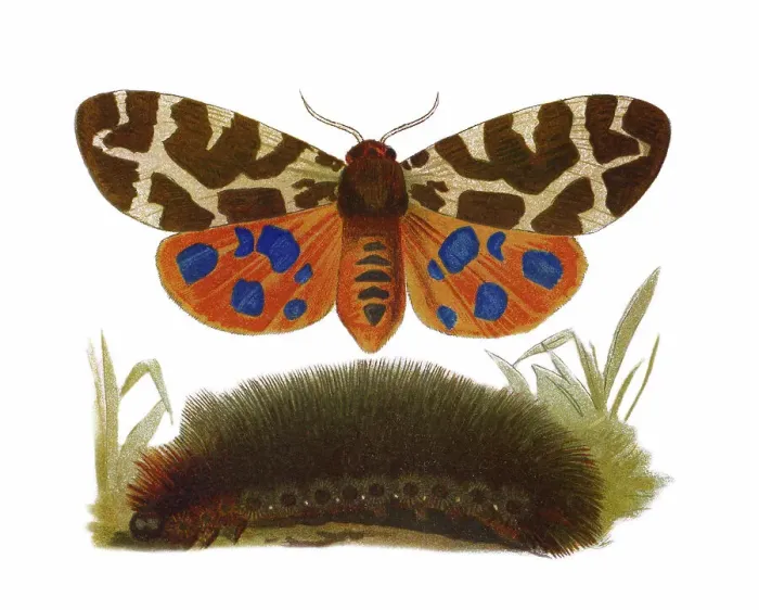 Framed Print : Old chromolithograph illustration of Entomology, Garden tiger moth (Arctia caja) Framed Print : Old chromolithograph illustration of Entomology, Garden tiger moth (Arctia caja)