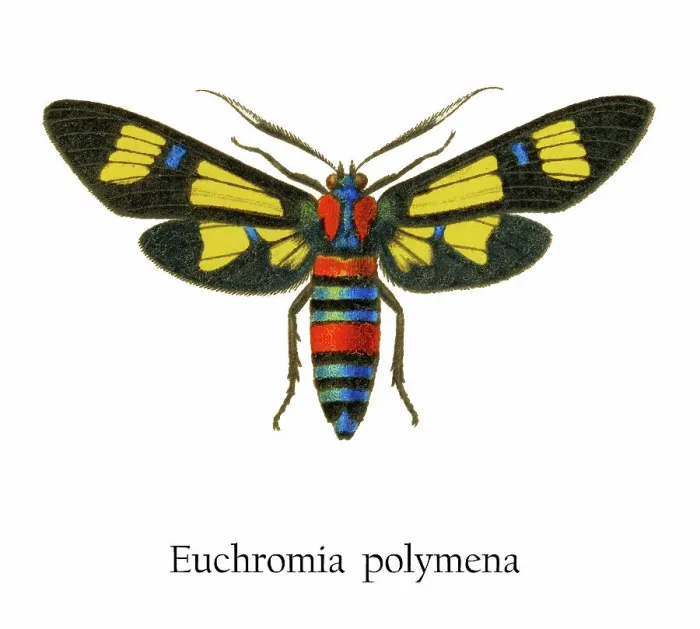 Framed Print : Old chromolithograph illustration of Euchromia polymena butterfly Framed Print : Old chromolithograph illustration of Euchromia polymena butterfly
