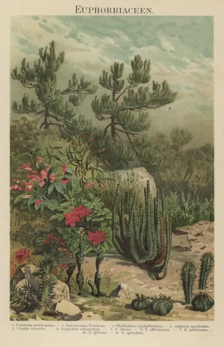 Framed Print : Old chromolithograph illustration of Euphorbiaceae Framed Print : Old chromolithograph illustration of Euphorbiaceae