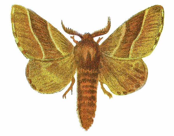 Old chromolithograph illustration of Gastropacha neustria moth