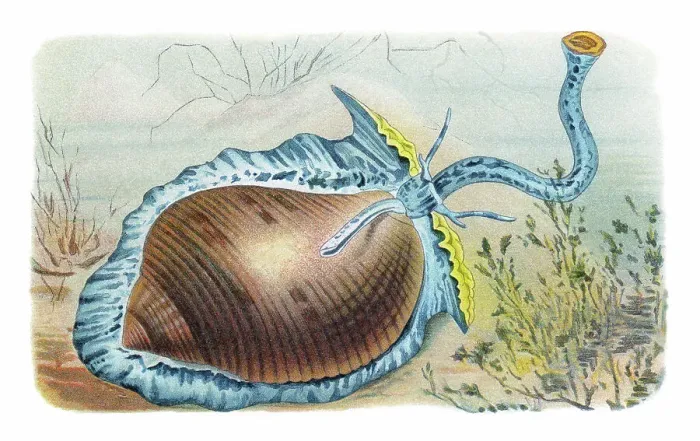Framed Print : Old chromolithograph illustration of Giant tun (Tonna galea, Dolium galea) Framed Print : Old chromolithograph illustration of Giant tun (Tonna galea, Dolium galea)