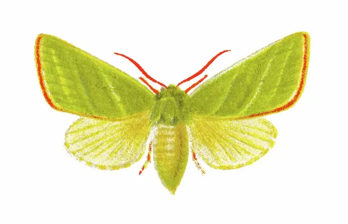 Framed Print : Old chromolithograph illustration of the green silver-lines moth (Pseudoips prasinana, Halophila prasinana) Framed Print : Old chromolithograph illustration of the green silver-lines moth (Pseudoips prasinana, Halophila prasinana)