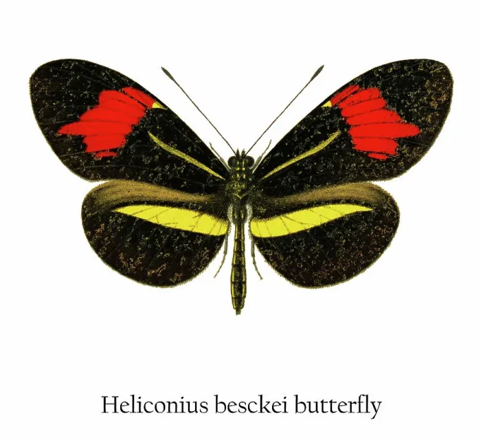 Framed Print : Old chromolithograph illustration of Heliconius besckei butterfly
