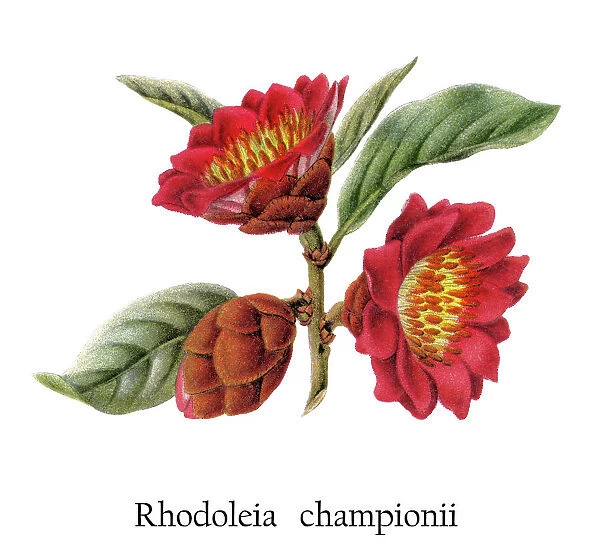 Old chromolithograph illustration of The Hong Kong rose (Rhodoleia championii)