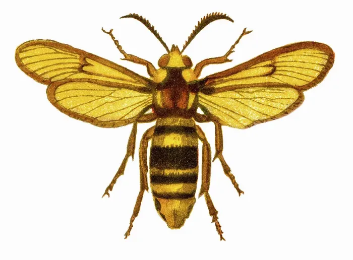 Framed Print : Old chromolithograph illustration of hornet moth or hornet clearwing (Sesia apiformis) Framed Print : Old chromolithograph illustration of hornet moth or hornet clearwing (Sesia apiformis)