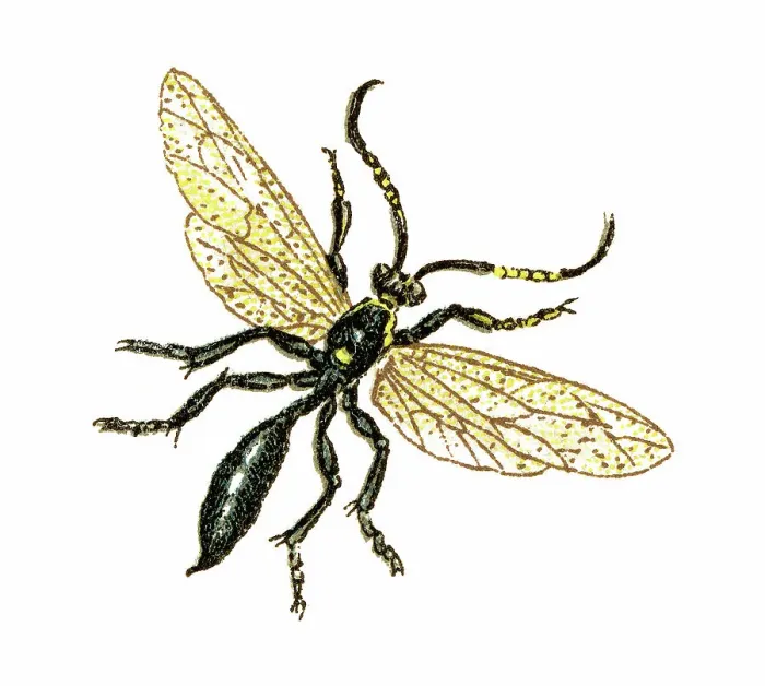 Framed Print : Old chromolithograph illustration of hover fly Framed Print : Old chromolithograph illustration of hover fly