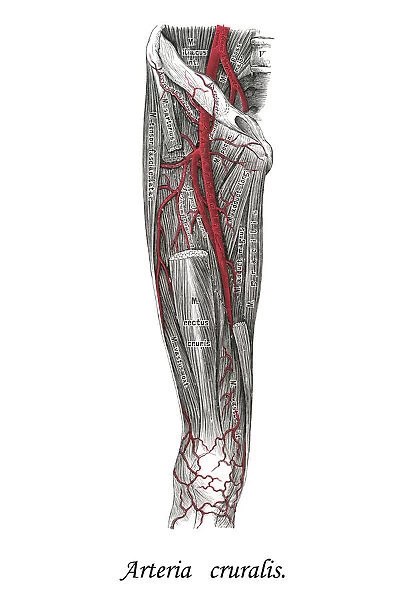 Old chromolithograph illustration of human circulatory system - Crural arteries