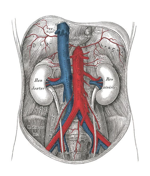 Old chromolithograph illustration of human circulatory system - the abdominal aorta and its branches