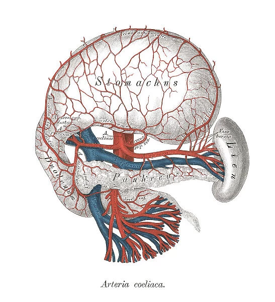 Old chromolithograph illustration of human circulatory system - Celiac artery