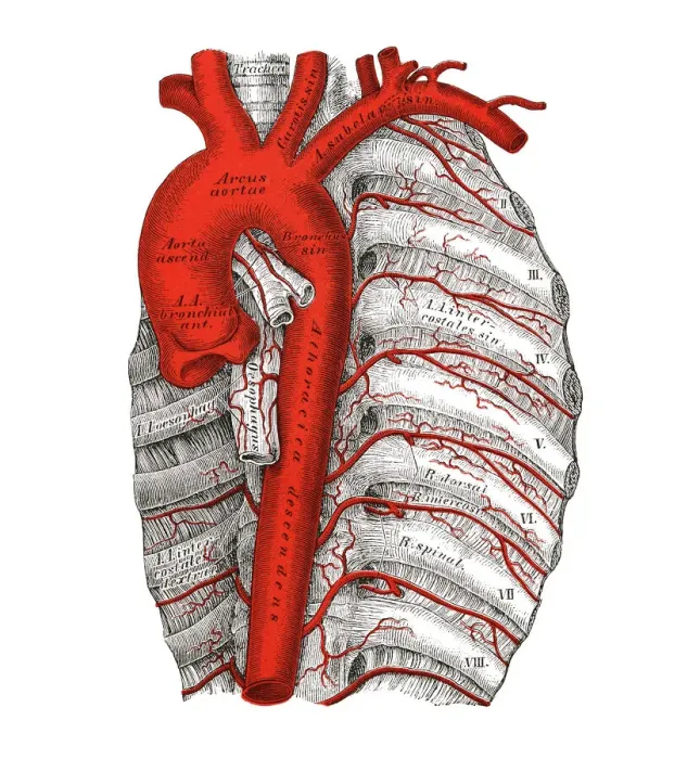 Framed Print : Old chromolithograph illustration of human circulatory system - aorta thoracica