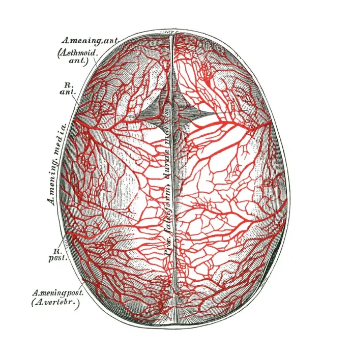Framed Print : Old chromolithograph illustration of human circulatory system - arteries of the hard meninges or dura mater