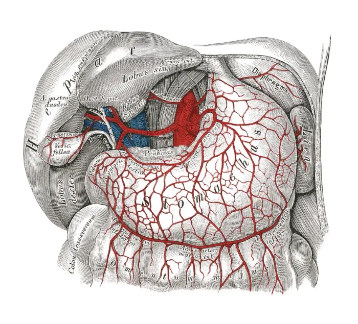 Framed Print : Old chromolithograph illustration of human circulatory system - Celiac artery Framed Print : Old chromolithograph illustration of human circulatory system - Celiac artery
