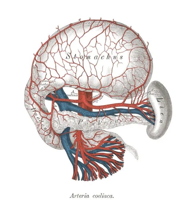 Framed Print : Old chromolithograph illustration of human circulatory system - Celiac artery Framed Print : Old chromolithograph illustration of human circulatory system - Celiac artery