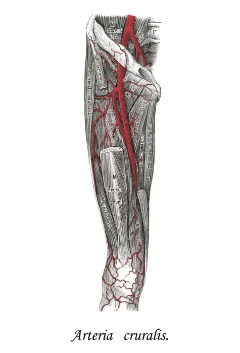 Framed Print : Old chromolithograph illustration of human circulatory system - Crural arteries Framed Print : Old chromolithograph illustration of human circulatory system - Crural arteries
