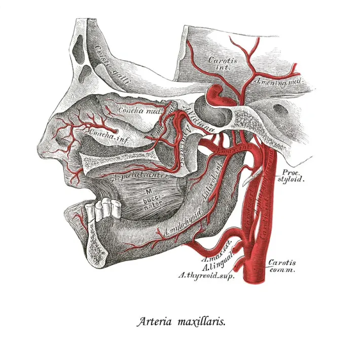 Framed Print : Old chromolithograph illustration of human circulatory system - the maxillary artery Framed Print : Old chromolithograph illustration of human circulatory system - the maxillary artery