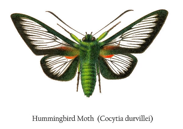 Old chromolithograph illustration of Hummingbird moth (Cocytia durvillei)