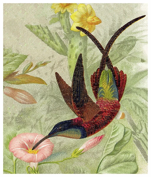 Old chromolithograph illustration of hummingbird - The crimson topaz (Topaza pella)