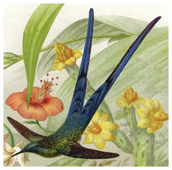 Framed Print : Old chromolithograph illustration of hummingbird - Cynanthus is a genus of hummingbird in the family Trochilidae Framed Print : Old chromolithograph illustration of hummingbird - Cynanthus is a genus of hummingbird in the family Trochilidae