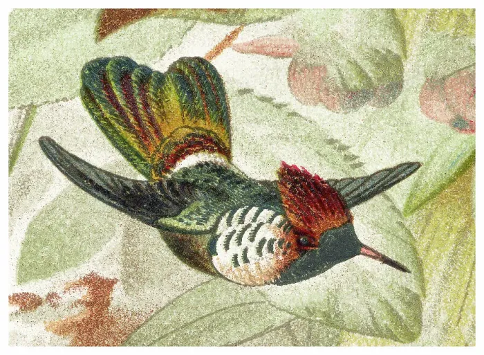 Framed Print : Old chromolithograph illustration of hummingbird - The frilled coquette (Lophornis magnificus)