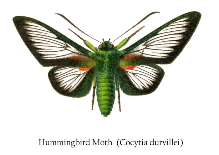 Framed Print : Old chromolithograph illustration of Hummingbird moth (Cocytia durvillei) Framed Print : Old chromolithograph illustration of Hummingbird moth (Cocytia durvillei)