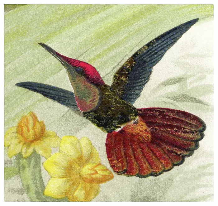Framed Print : Old chromolithograph illustration of hummingbird - The ruby-topaz hummingbird (Chrysolampis mosquitus)