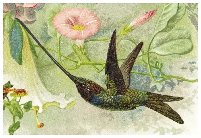 Framed Print : Old chromolithograph illustration of hummingbird - The sword-billed hummingbird (Ensifera ensifera) Framed Print : Old chromolithograph illustration of hummingbird - The sword-billed hummingbird (Ensifera ensifera)