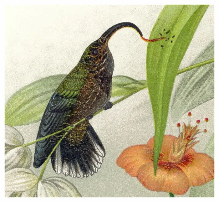Framed Print : Old chromolithograph illustration of hummingbird - The white-tipped sicklebill (Eutoxeres aquila) Framed Print : Old chromolithograph illustration of hummingbird - The white-tipped sicklebill (Eutoxeres aquila)