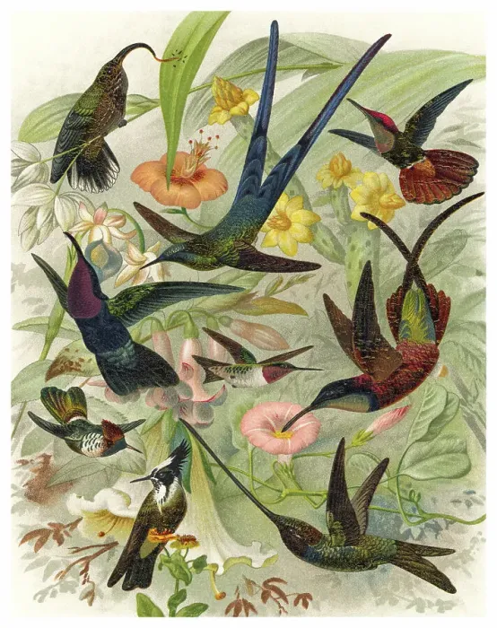Framed Print : Old chromolithograph illustration of hummingbirds Framed Print : Old chromolithograph illustration of hummingbirds
