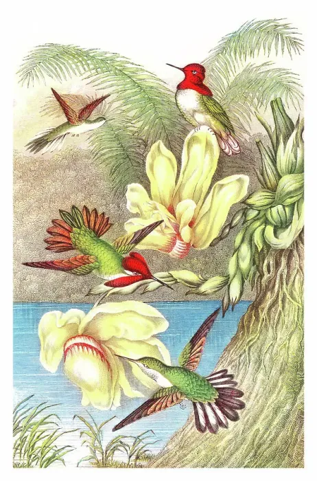 Framed Print : Old chromolithograph illustration of hummingbirds Framed Print : Old chromolithograph illustration of hummingbirds