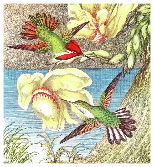 Framed Print : Old chromolithograph illustration of hummingbirds Framed Print : Old chromolithograph illustration of hummingbirds