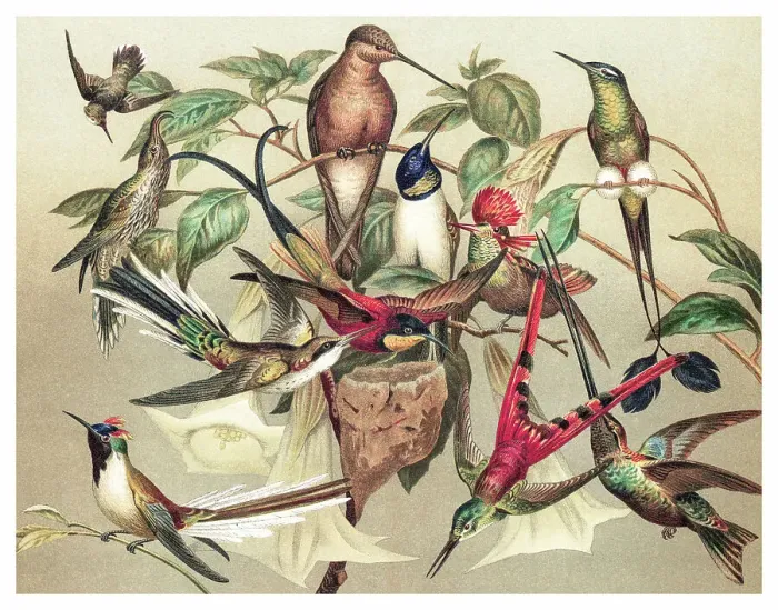 Framed Print : Old chromolithograph illustration of hummingbirds Framed Print : Old chromolithograph illustration of hummingbirds