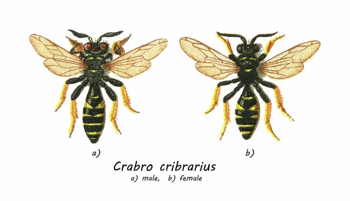 Framed Print : Old chromolithograph illustration of insect, slender bodied digger wasp (Crabro cribrarius) Framed Print : Old chromolithograph illustration of insect, slender bodied digger wasp (Crabro cribrarius)