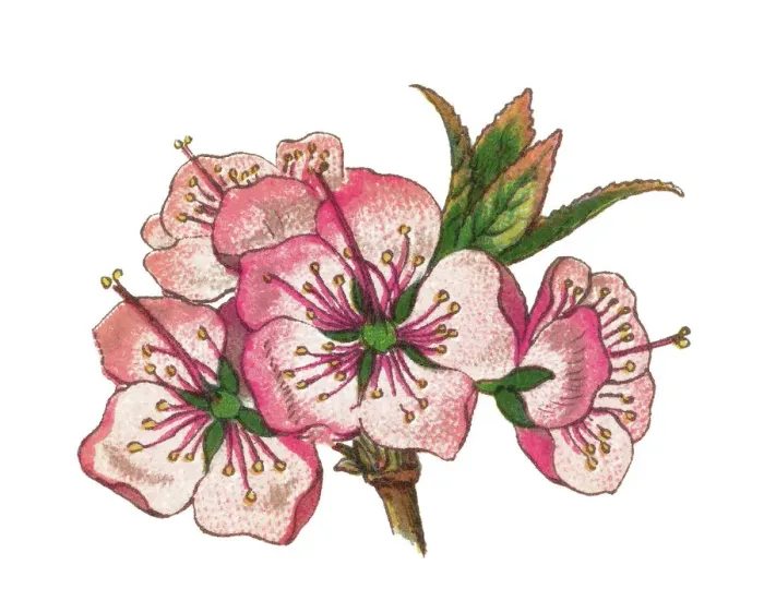 Framed Print : Old chromolithograph illustration of japanese bush cherry, Oriental bush cherry, or Korean bush cherry (Prunus japonica or Cerasus japonica) Framed Print : Old chromolithograph illustration of japanese bush cherry, Oriental bush cherry, or Korean bush cherry (Prunus japonica or Cerasus japonica)
