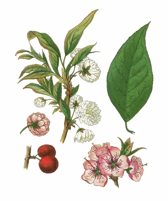 Framed Print : Old chromolithograph illustration of japanese bush cherry, Oriental bush cherry, or Korean bush cherry (Prunus japonica or Cerasus japonica) Framed Print : Old chromolithograph illustration of japanese bush cherry, Oriental bush cherry, or Korean bush cherry (Prunus japonica or Cerasus japonica)