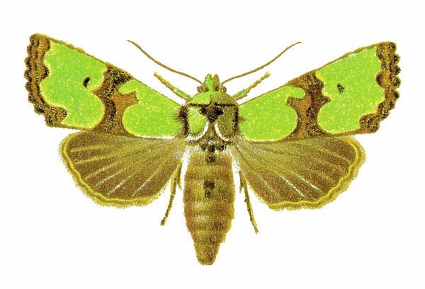 Old chromolithograph illustration of Jaspidea celsia moth