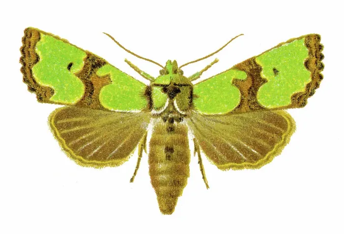 Framed Print : Old chromolithograph illustration of Jaspidea celsia moth
