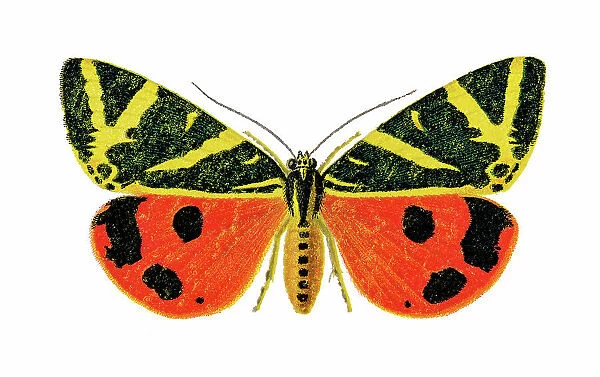 Old chromolithograph illustration of the Jersey tiger moth (Euplagia quadripunctaria, Callimorpha hera)