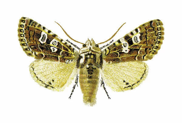 Old chromolithograph illustration of Lamprosticta culta moth