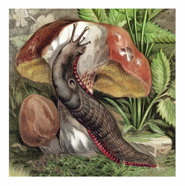 Old chromolithograph illustration of Land Molluscs, snails