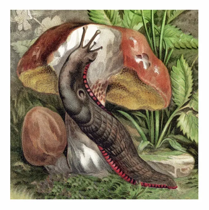 Framed Print : Old chromolithograph illustration of Land Molluscs, snails Framed Print : Old chromolithograph illustration of Land Molluscs, snails